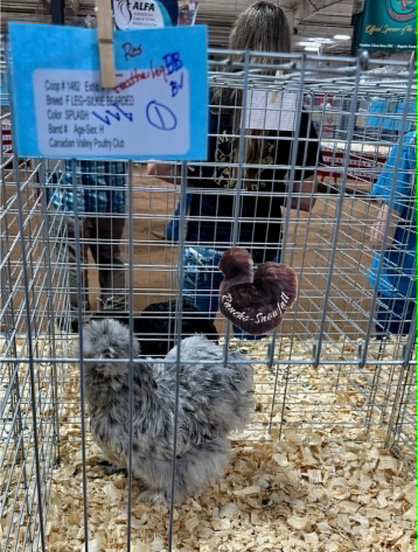 Rancho-Snowfall exhibition poultry at a show.