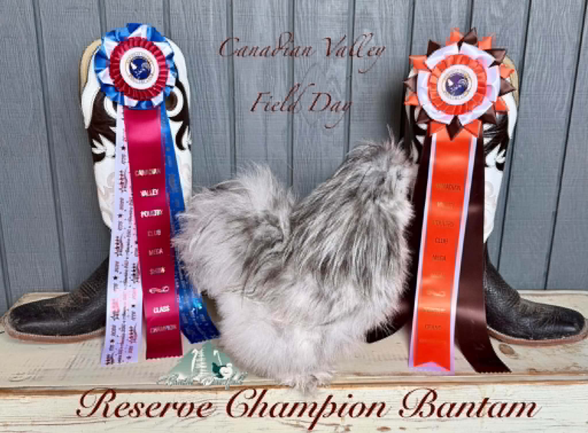 Reserve Champion Bantam honors.