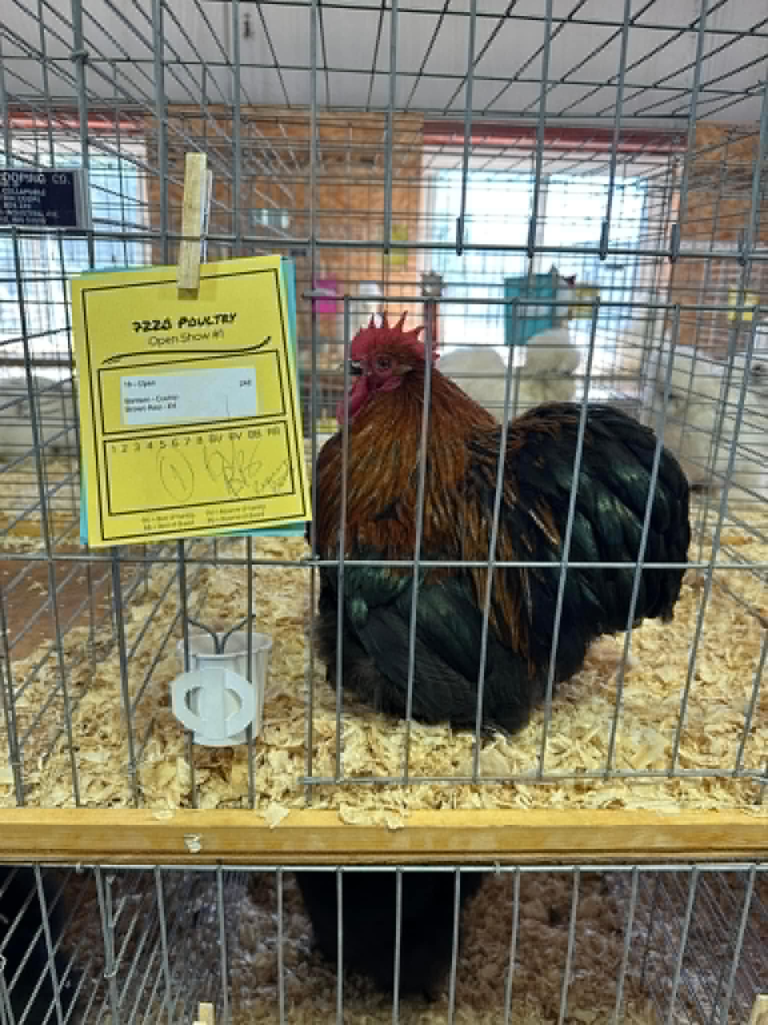 One of Rancho-Snowfall’s exhibition birds.
