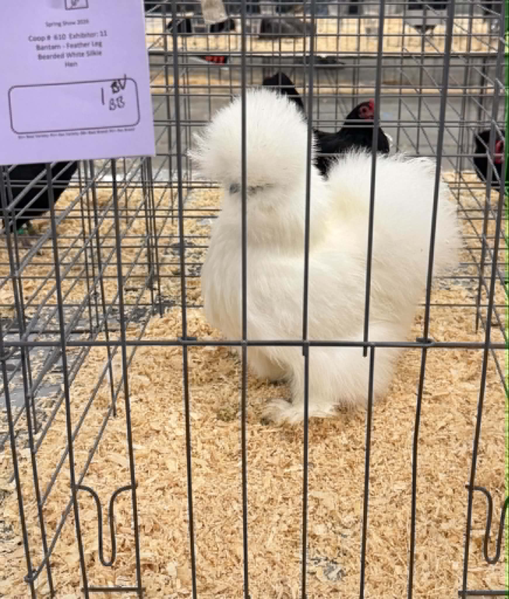 A white Silkie presented in the showroom.