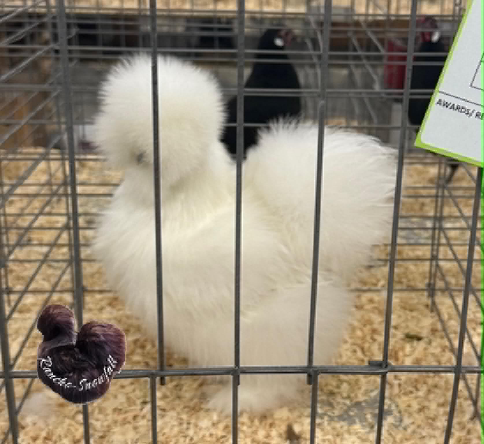 A white Silkie prepared for exhibition.