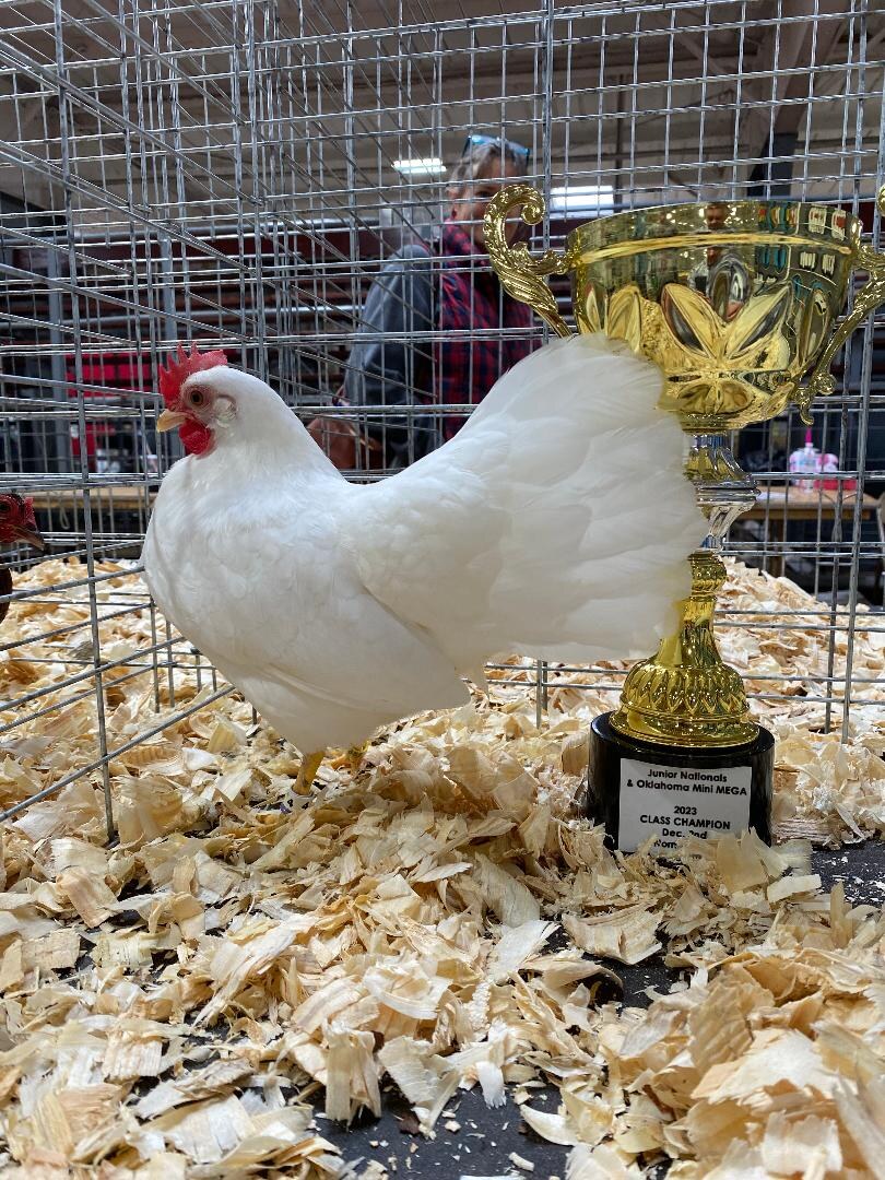 An award-winning White Leghorn displayed beside a class champion trophy.