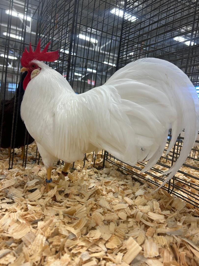 A carefully conditioned White Leghorn presented in the show hall.