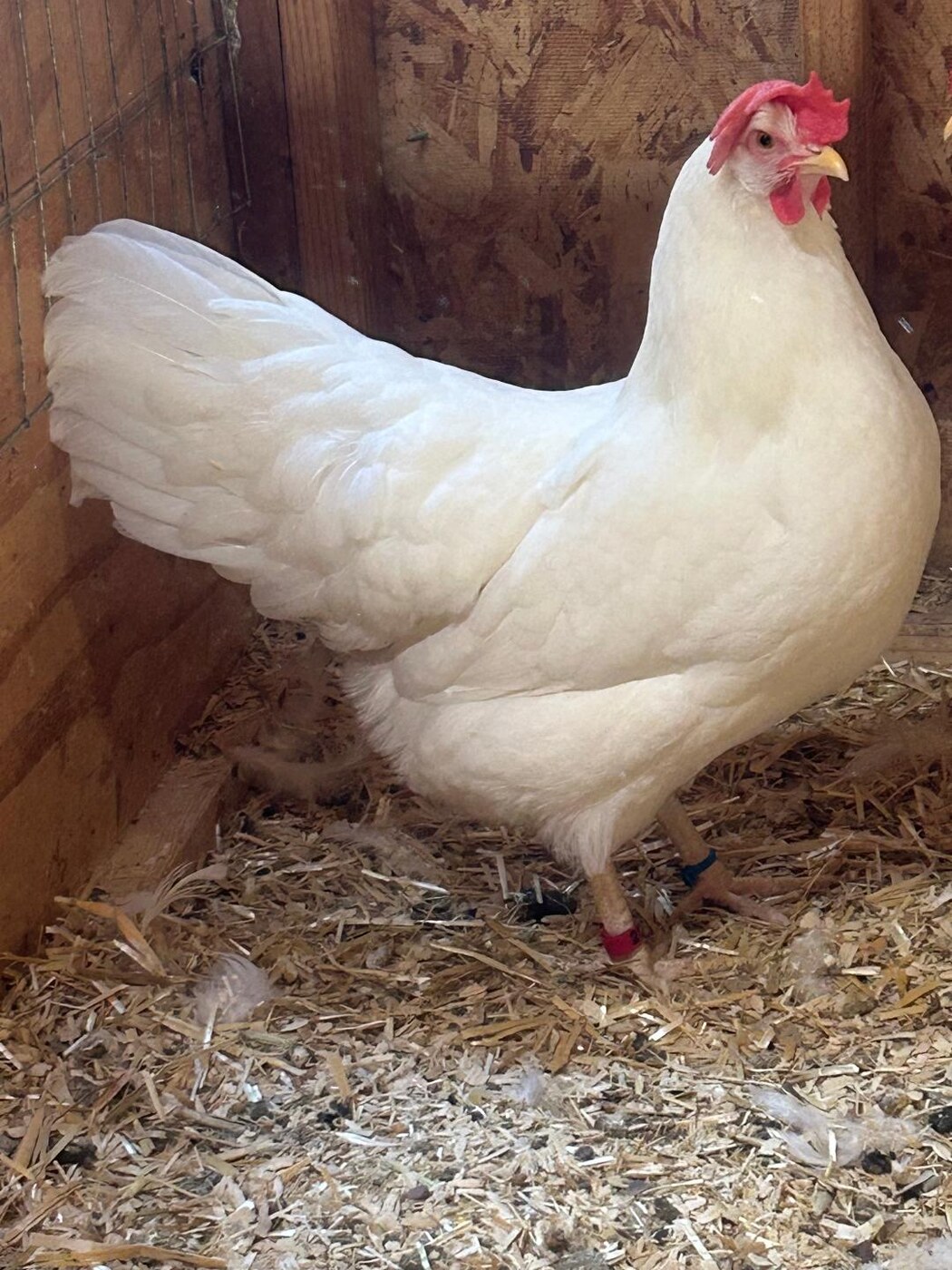 A White Leghorn illustrating the results of patient selection and flock development.