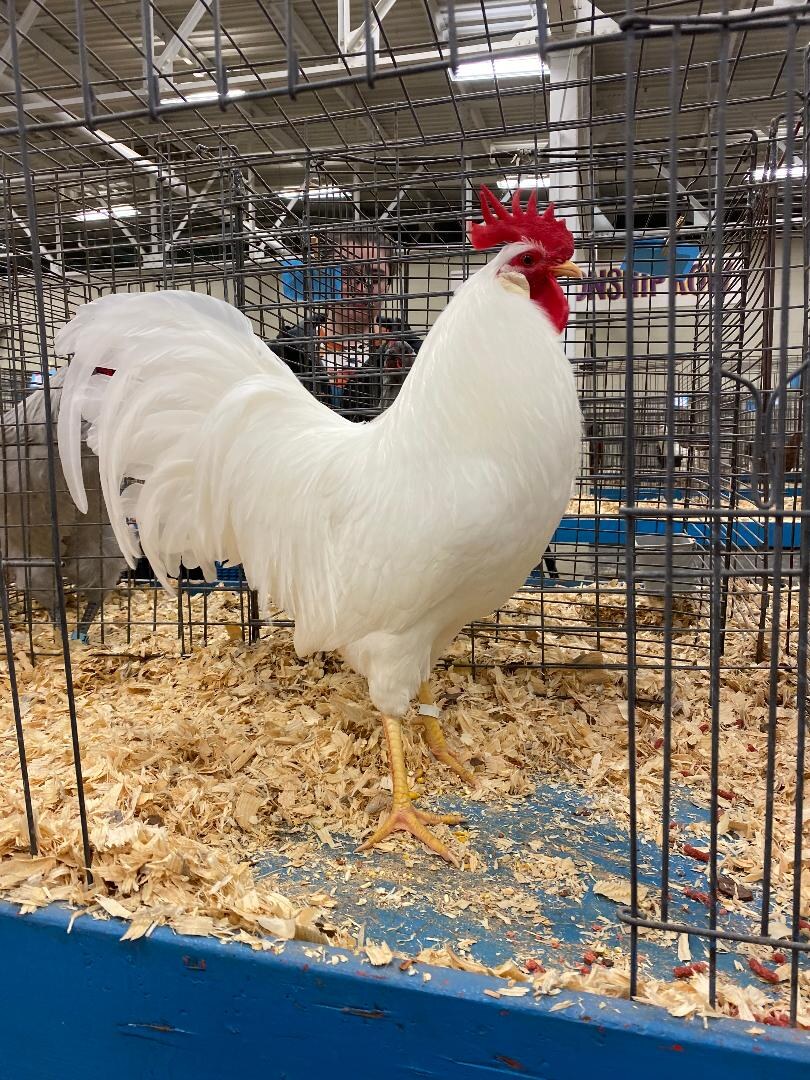 A White Leghorn presented in condition for exhibition.